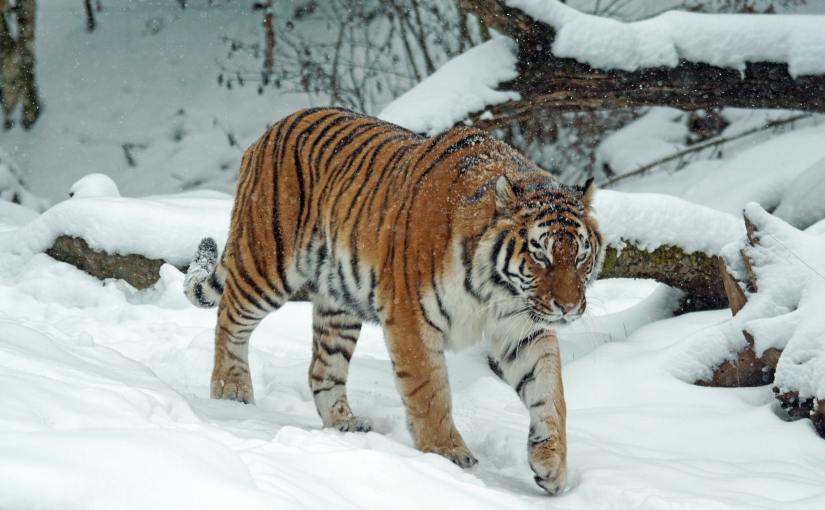 Happy New Year! 2022 year of the&nbsp;Tiger